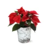 Red Poinsettia In Birch Pot