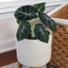 Alocasia Black Velvet