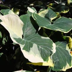 Mickey Mouse Alocasia (Alocasia Xanthosoma Variegata)