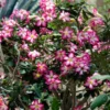 Desert Rose Adenium Shrub