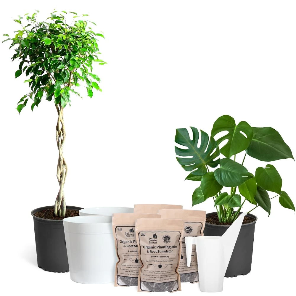 All-in-One House Plant Kit - Image 2