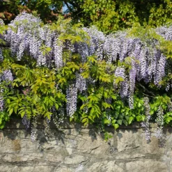 Amethyst Falls Wisteria Vine