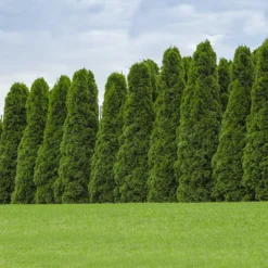 American Arborvitae Tree
