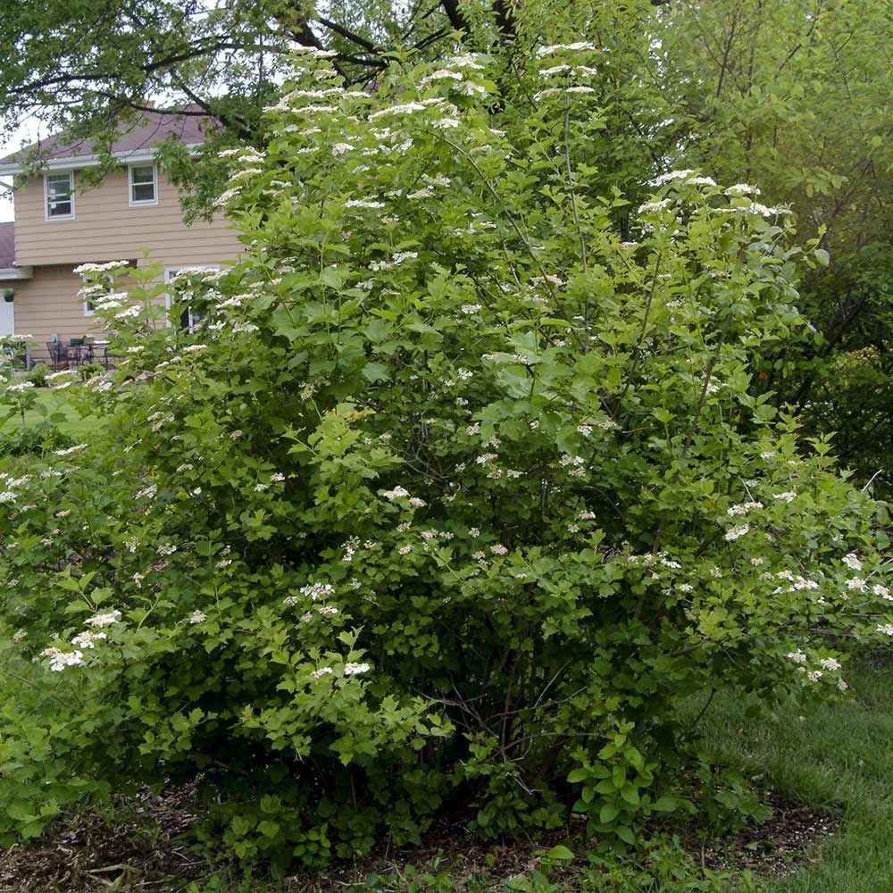 American Cranberry Bush - Image 7