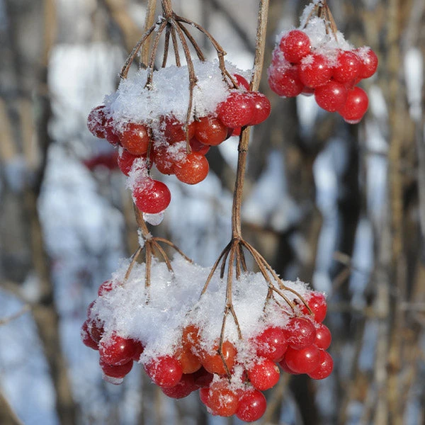 American Cranberry Bush