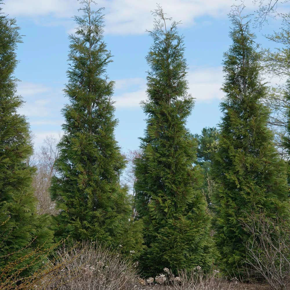 Full Speed A Hedge® American Pillar Arborvitae - Image 2