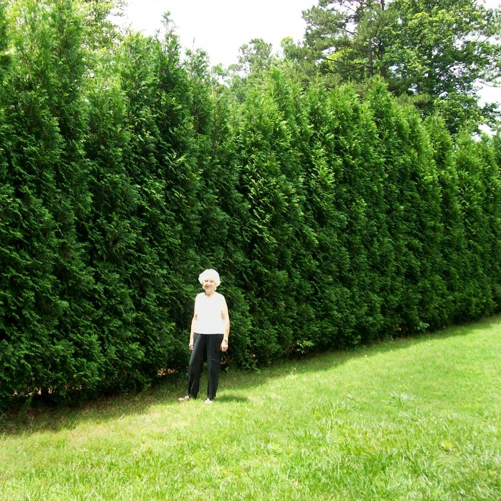 Full Speed A Hedge® American Pillar Arborvitae - Image 3