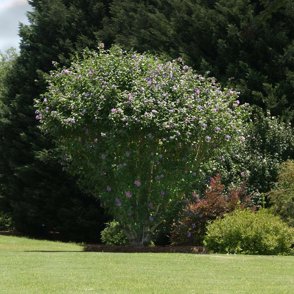 Ardens Rose Of Sharon Althea Shrub - Image 2