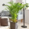 Areca Palm Tree
