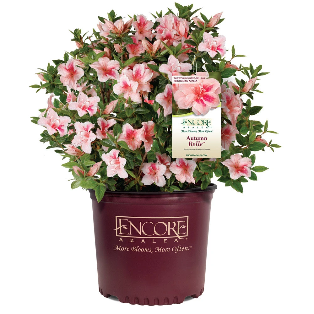 Autumn Belle® Encore® Azalea Shrub - Image 4