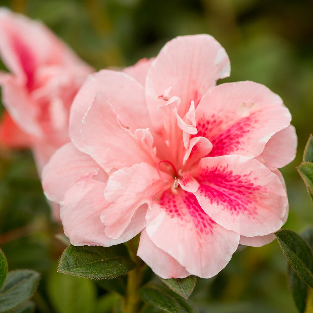 Autumn Belle® Encore® Azalea Shrub - Image 2