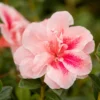 Autumn Belle® Encore® Azalea Shrub
