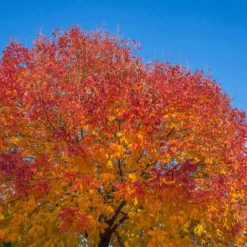 Autumn Purple Ash Tree