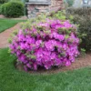 Autumn Royalty® Encore® Azalea Shrub