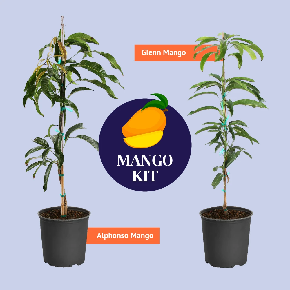 Mango Kit - Image 3