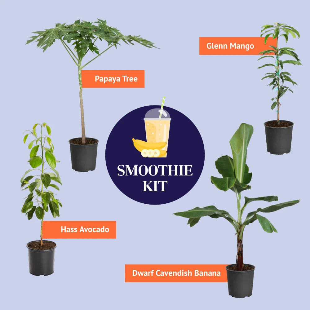 Smoothie Kit - Image 3
