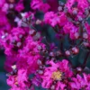 Black Diamond® Mystic Magenta™ Crape Myrtle Tree