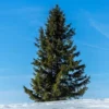 Black Hills Spruce Tree