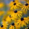 Goldsturm Black-Eyed Susan