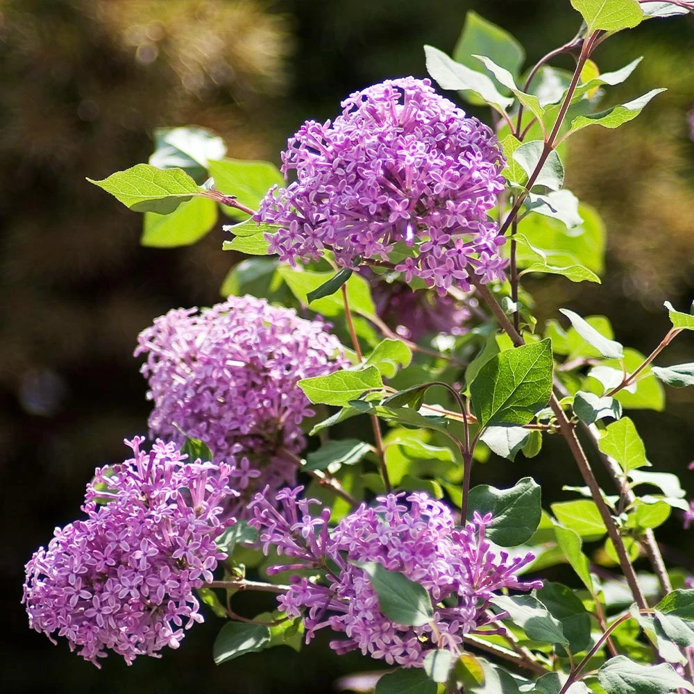 Bloomerang® Purple Reblooming Lilac Shrub - Image 4