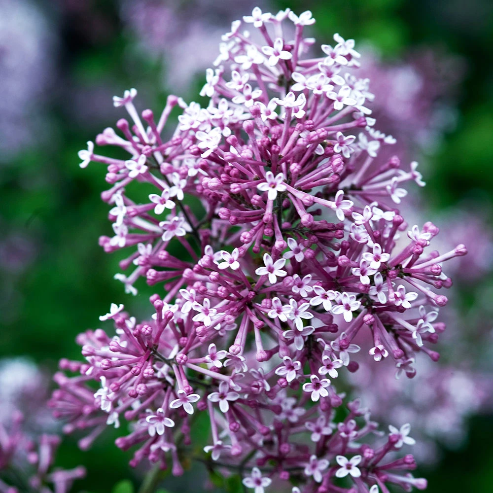 Bloomerang® Purple Reblooming Lilac Shrub - Image 3