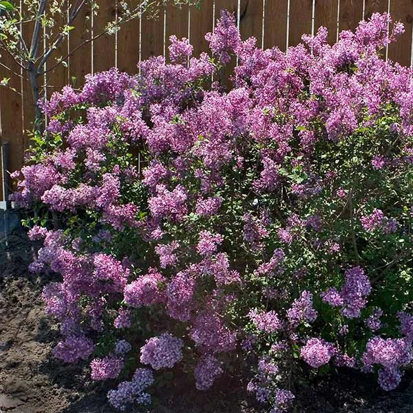 Bloomerang® Purple Reblooming Lilac Shrub