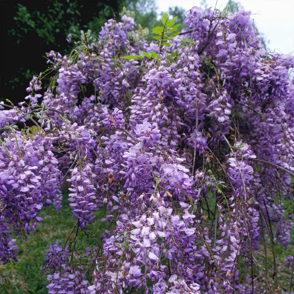 Blue Moon Wisteria Vine - Image 3