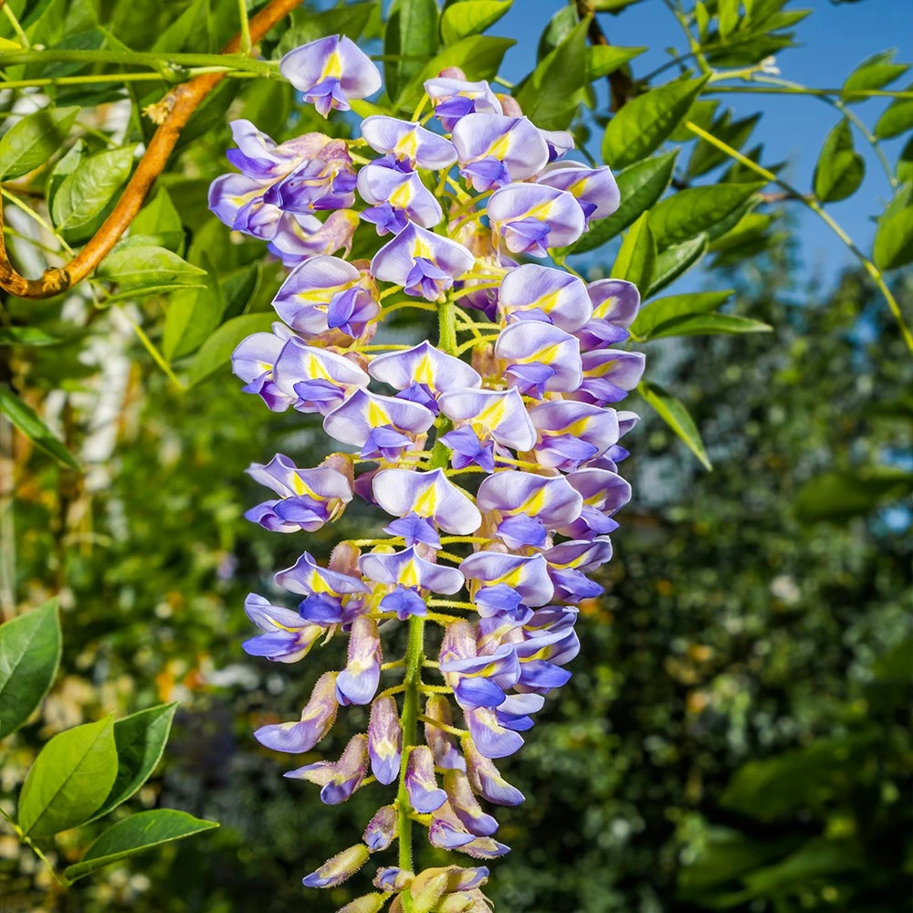Blue Moon Wisteria Vine - Image 4