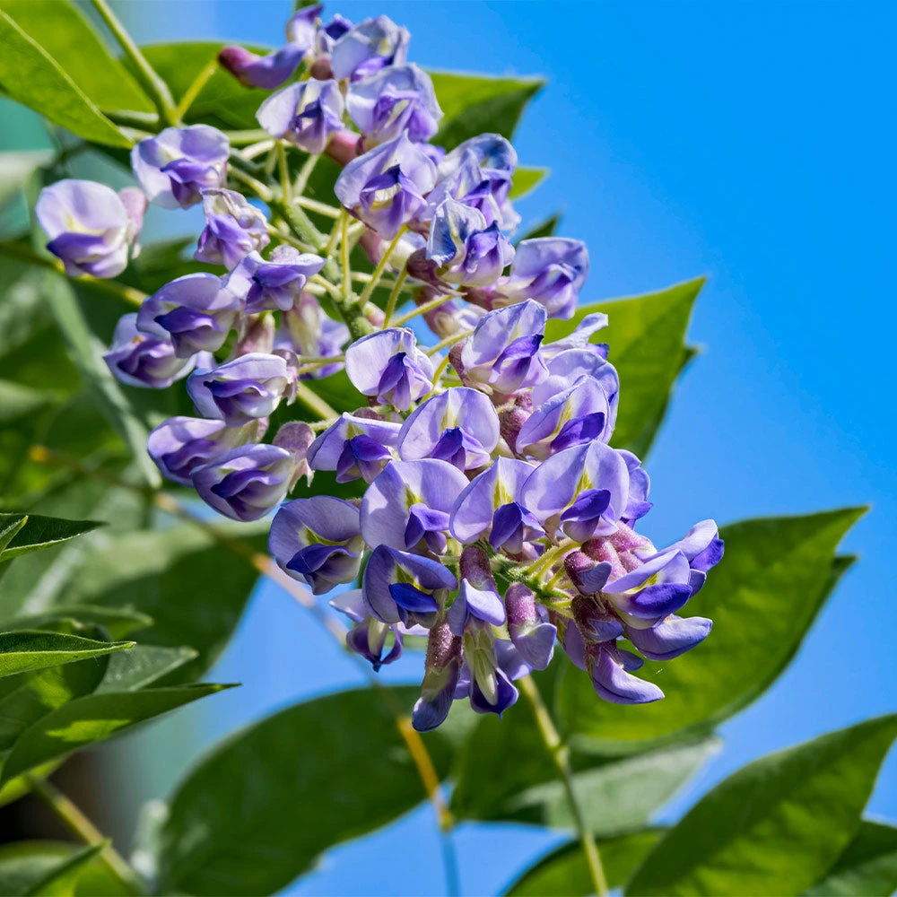 Blue Moon Wisteria Vine - Image 2