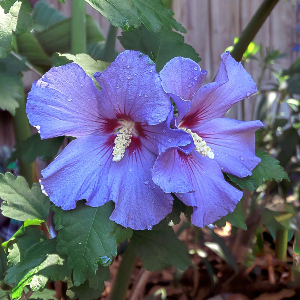 Azurri Blue Satin® Rose Of Sharon Althea Tree - Image 3