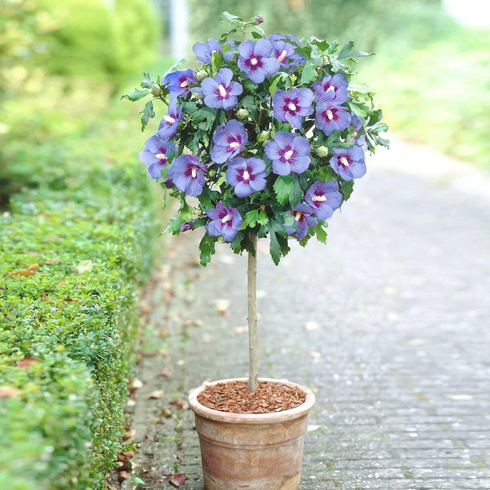 Azurri Blue Satin® Rose Of Sharon Althea Tree - Image 2
