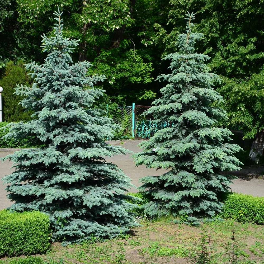 Blue Wonder Spruce Tree - Image 3