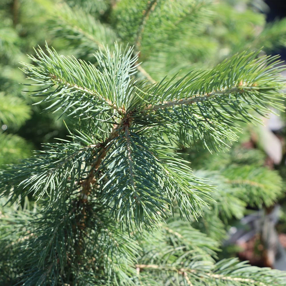 Blue Wonder Spruce Tree - Image 4