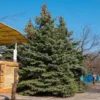 Blue Wonder Spruce Tree