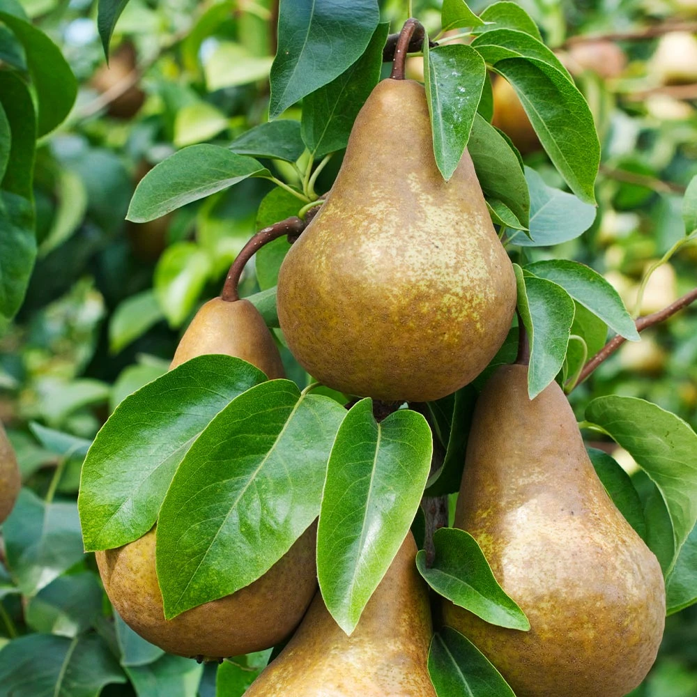 Bosc Pear Tree - Image 2