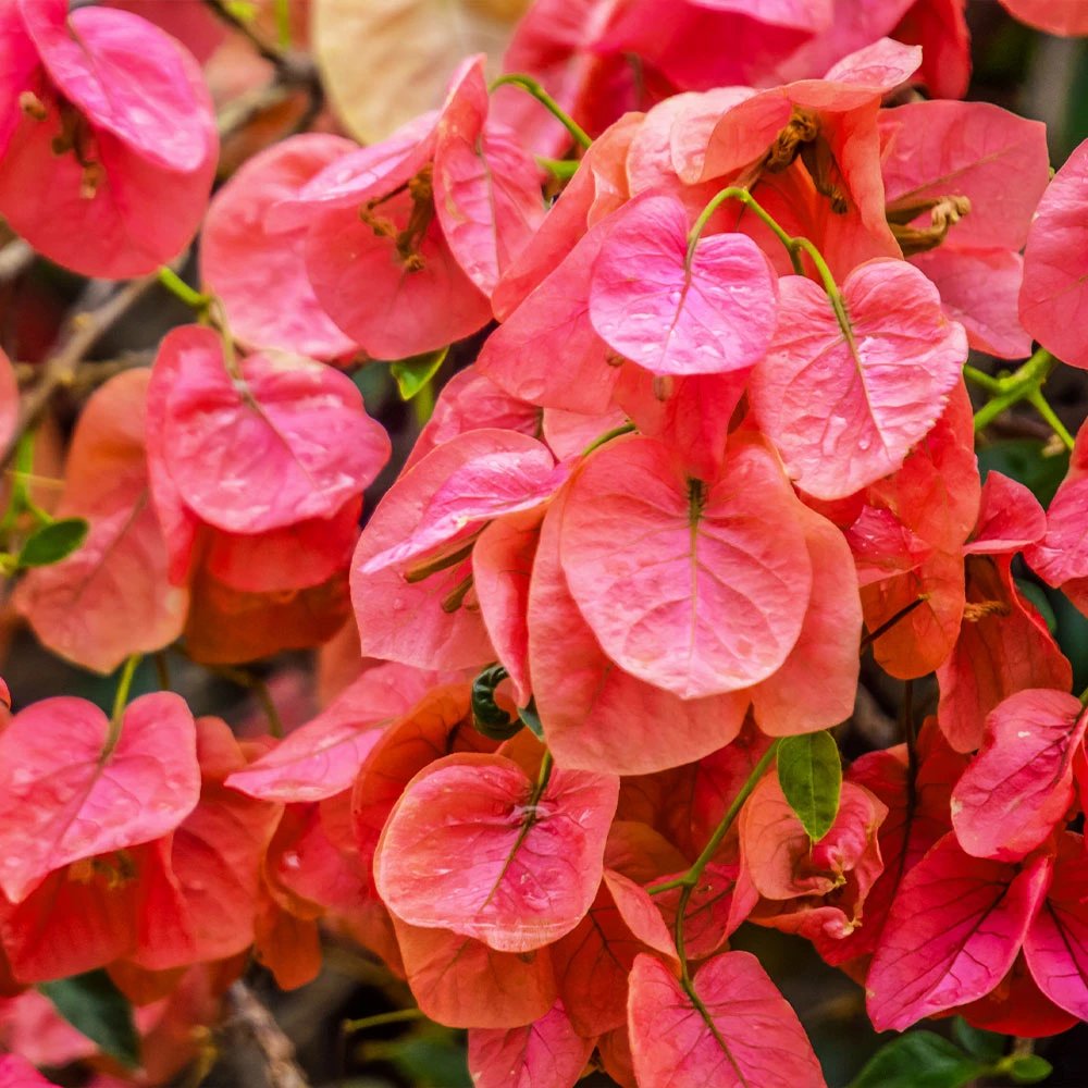 Sundown Orange Bougainvillea - Image 4