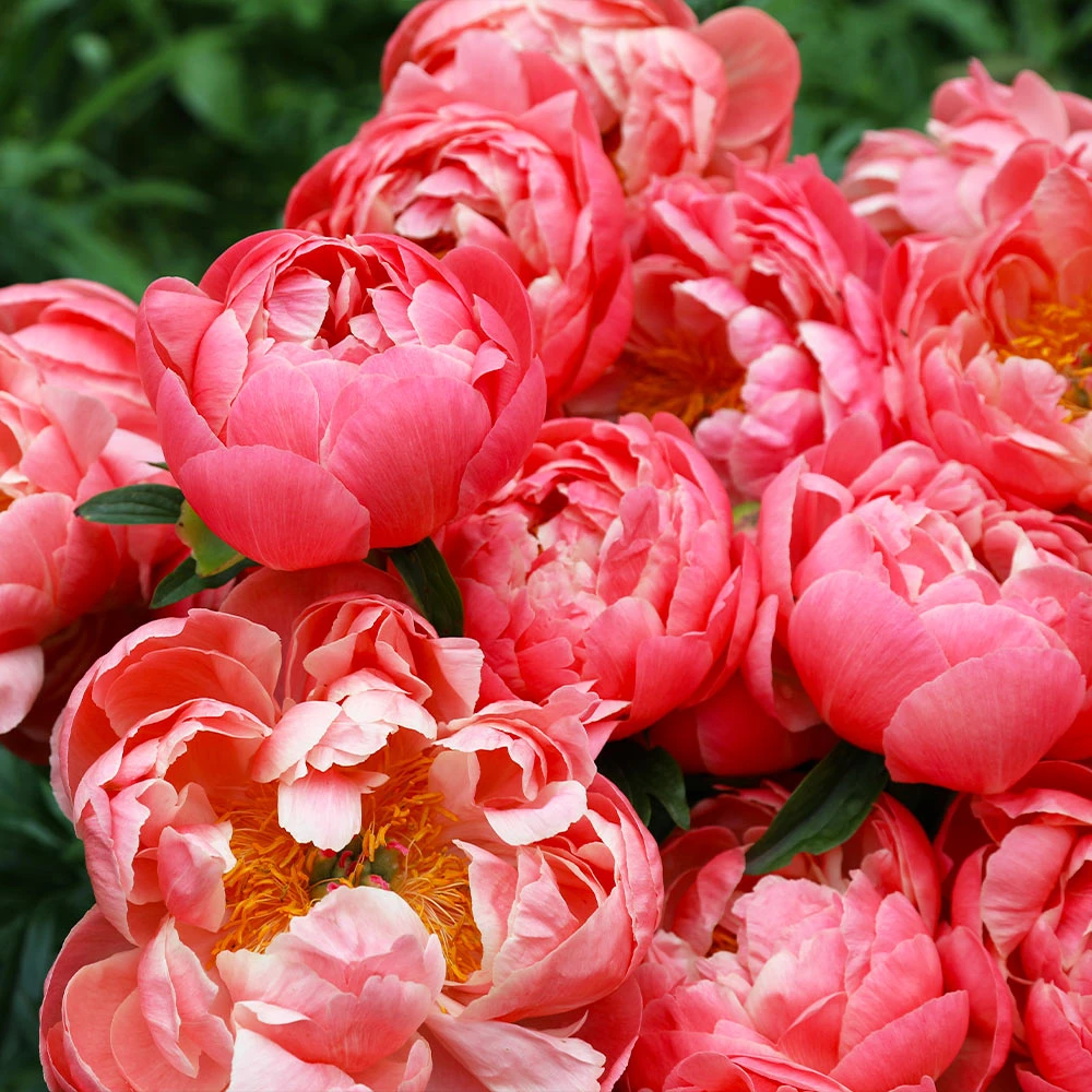 Coral Charm Peony - Image 4