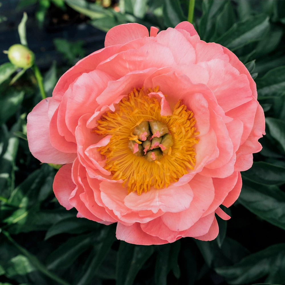 Coral Charm Peony - Image 3