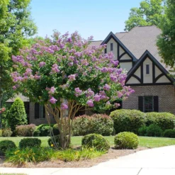 Catawba Crape Myrtle Tree