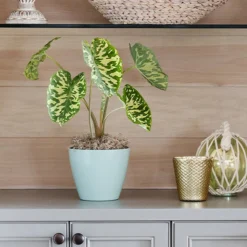 Colocasia 'Hilo Beauty'