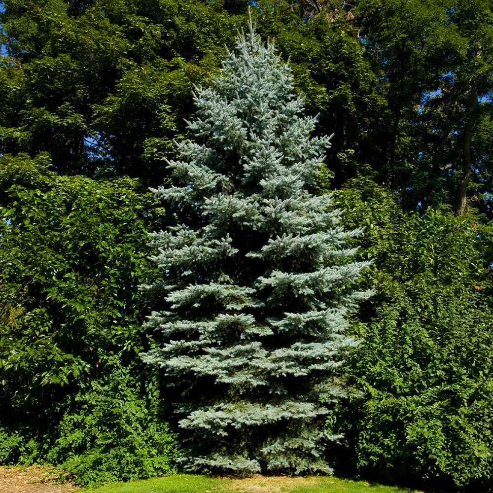 Colorado Blue Spruce Tree - Image 3