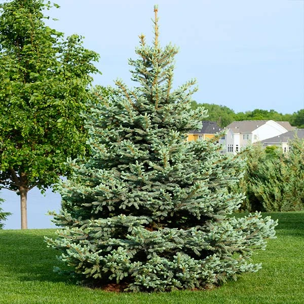 Colorado Blue Spruce Tree