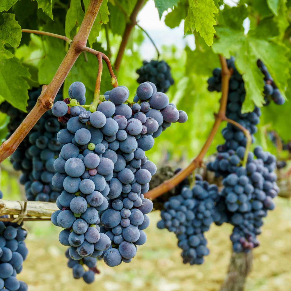 Concord Grape Vine - Image 3