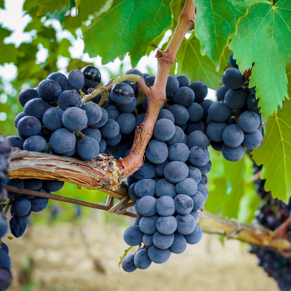 Concord Grape Vine - Image 2