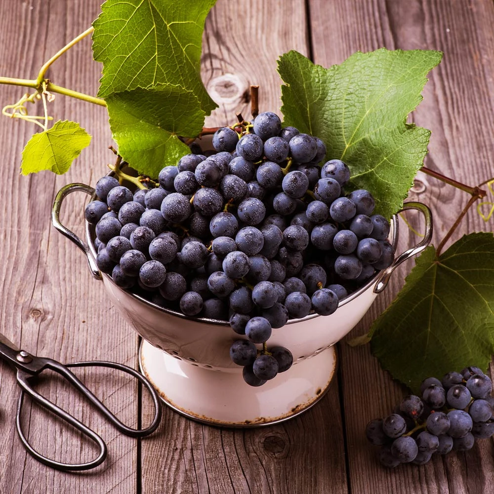 Concord Grape Vine - Image 5