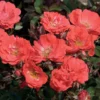 Coral Drift® Rose