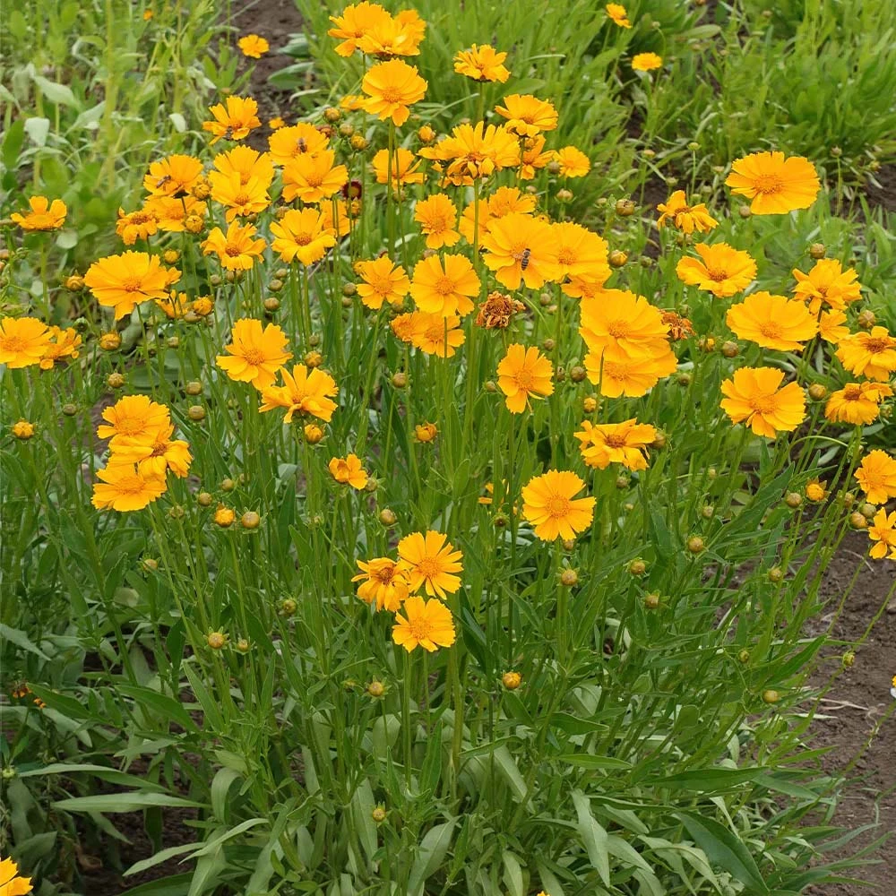 Nana Coreopsis (Tickseed) Plant - Image 2
