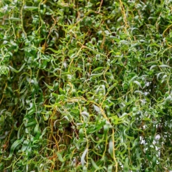 Corkscrew Willow Tree