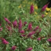 CranRazz™ Butterfly Bush (Tree Form)