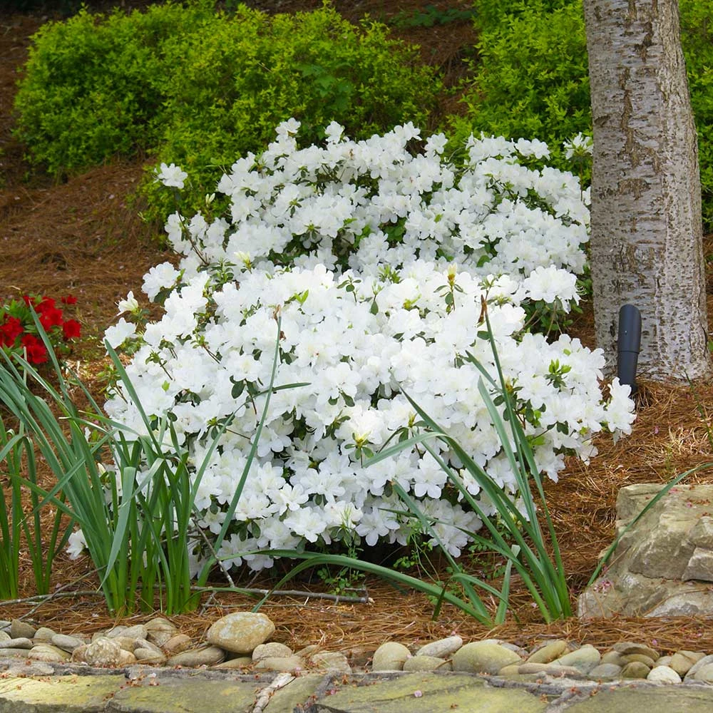 Delaware Valley White Azalea Shrub - Image 2
